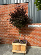 Opstammet japansk ahorn, 'Skeeter's Broom', med en unik spiralformet stamme og en tæt krone af mørkerøde blade.
