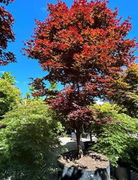 Japansk Ahorn