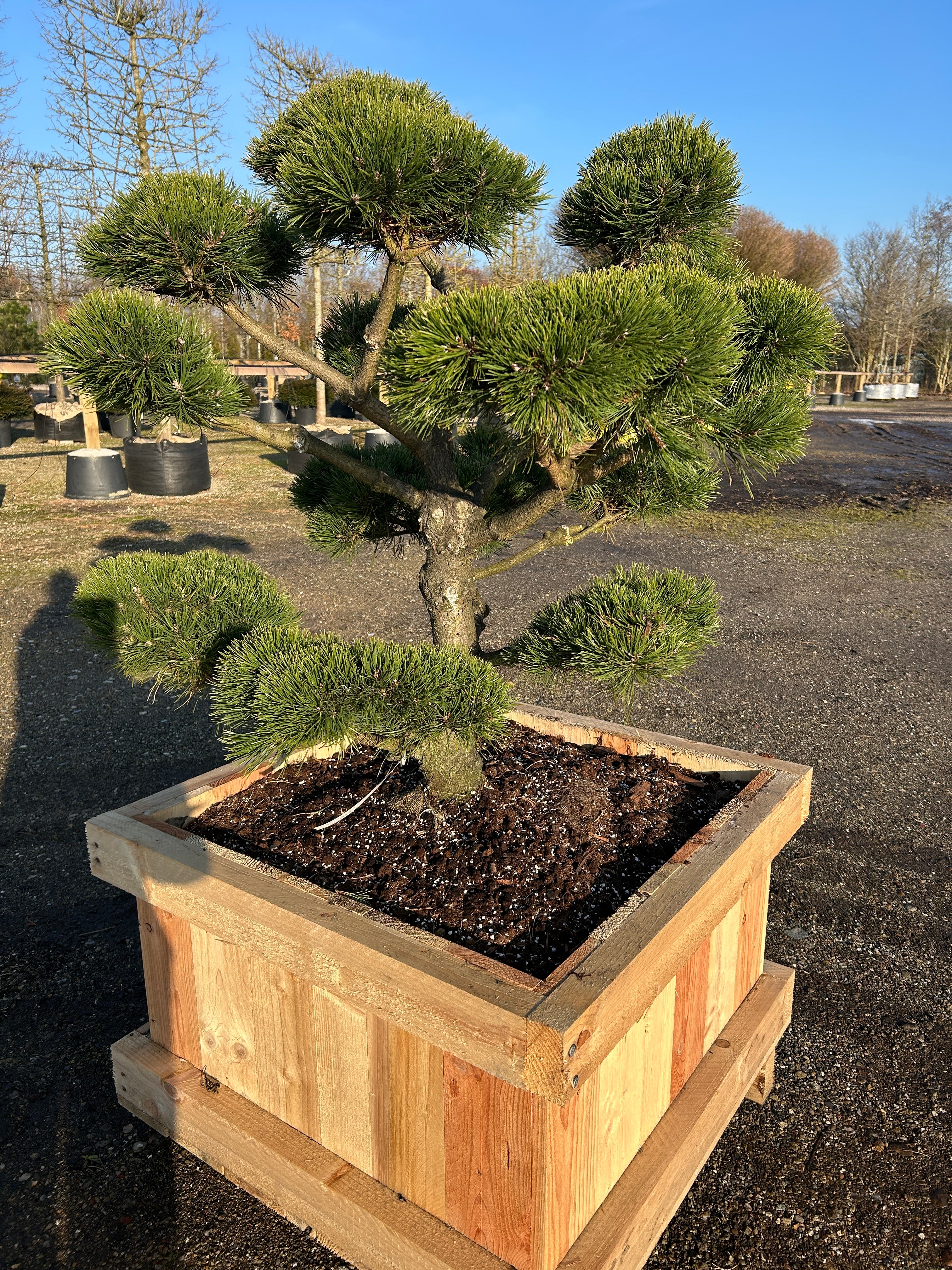 Skulpturel bonsai Pinus mugo Gnom, med kraftige stammer og tætte puder