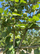 Svævende hæk af Malus domestica Notarisappel i efteråret, der står som en hævet, levende mur dækket af grønt løv og store gulgrønne spiseæbler.