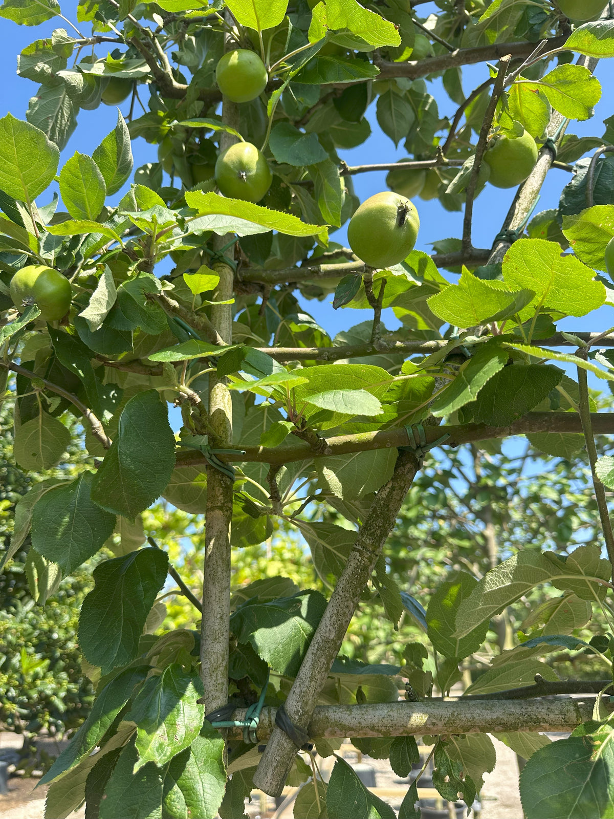 Svævende hæk af Malus domestica Notarisappel i efteråret, der står som en hævet, levende mur dækket af grønt løv og store gulgrønne spiseæbler.