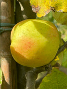 Stort, rundt og modent spiseæble med en gulgrøn grundfarve og en flot rød dækfarve på en gren af æbletræet Malus domestica Notarisappel.