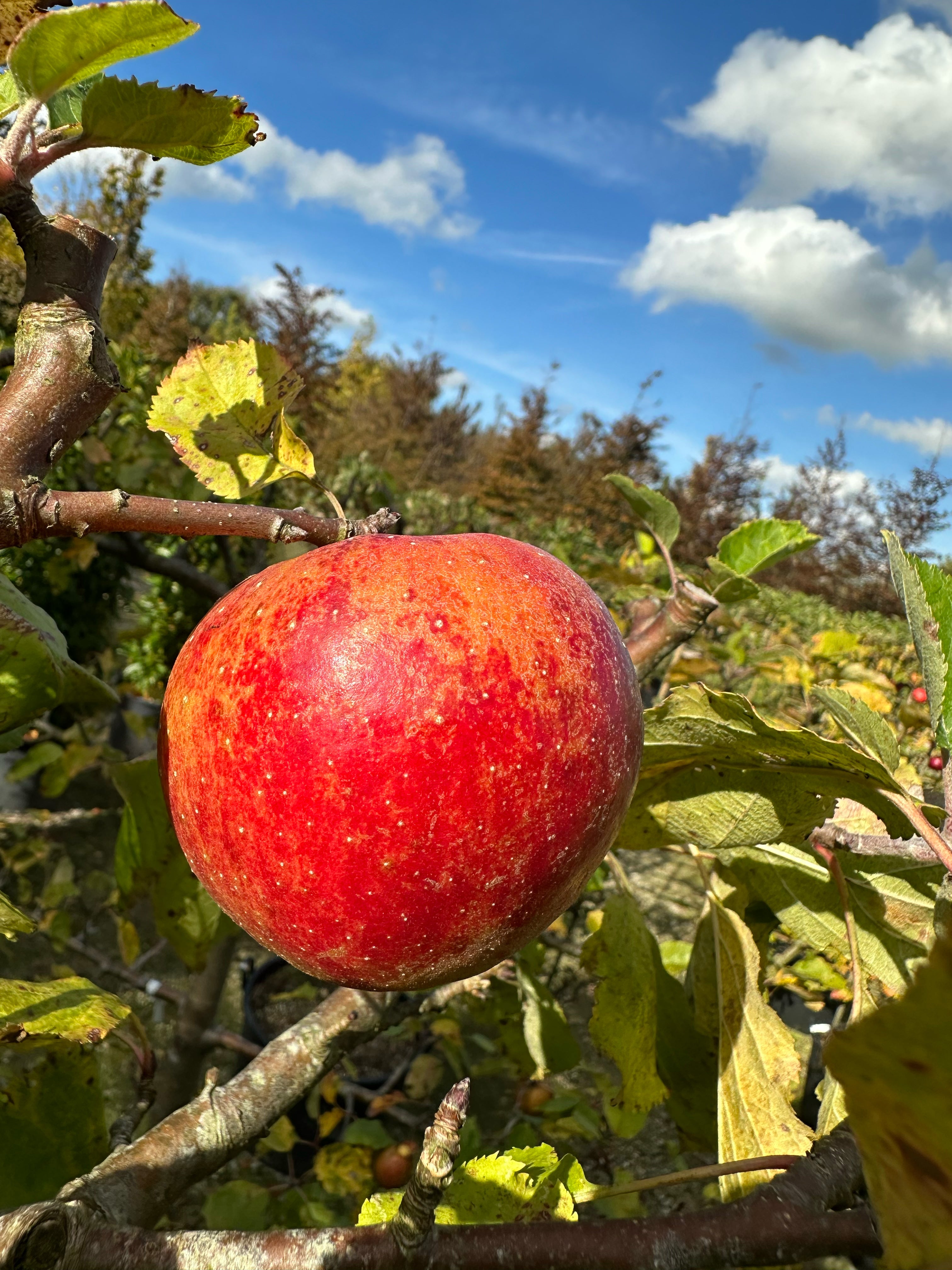 Skulpturelt multistammet Malus domestica Rød Boskoop æbletræ, i sensommeren med tæt, mørkegrønt løv og masser af store, uregelmæssige frugter på de kraftige stammer.