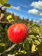 Skulpturelt multistammet Malus domestica Rød Boskoop æbletræ, i sensommeren med tæt, mørkegrønt løv og masser af store, uregelmæssige frugter på de kraftige stammer.