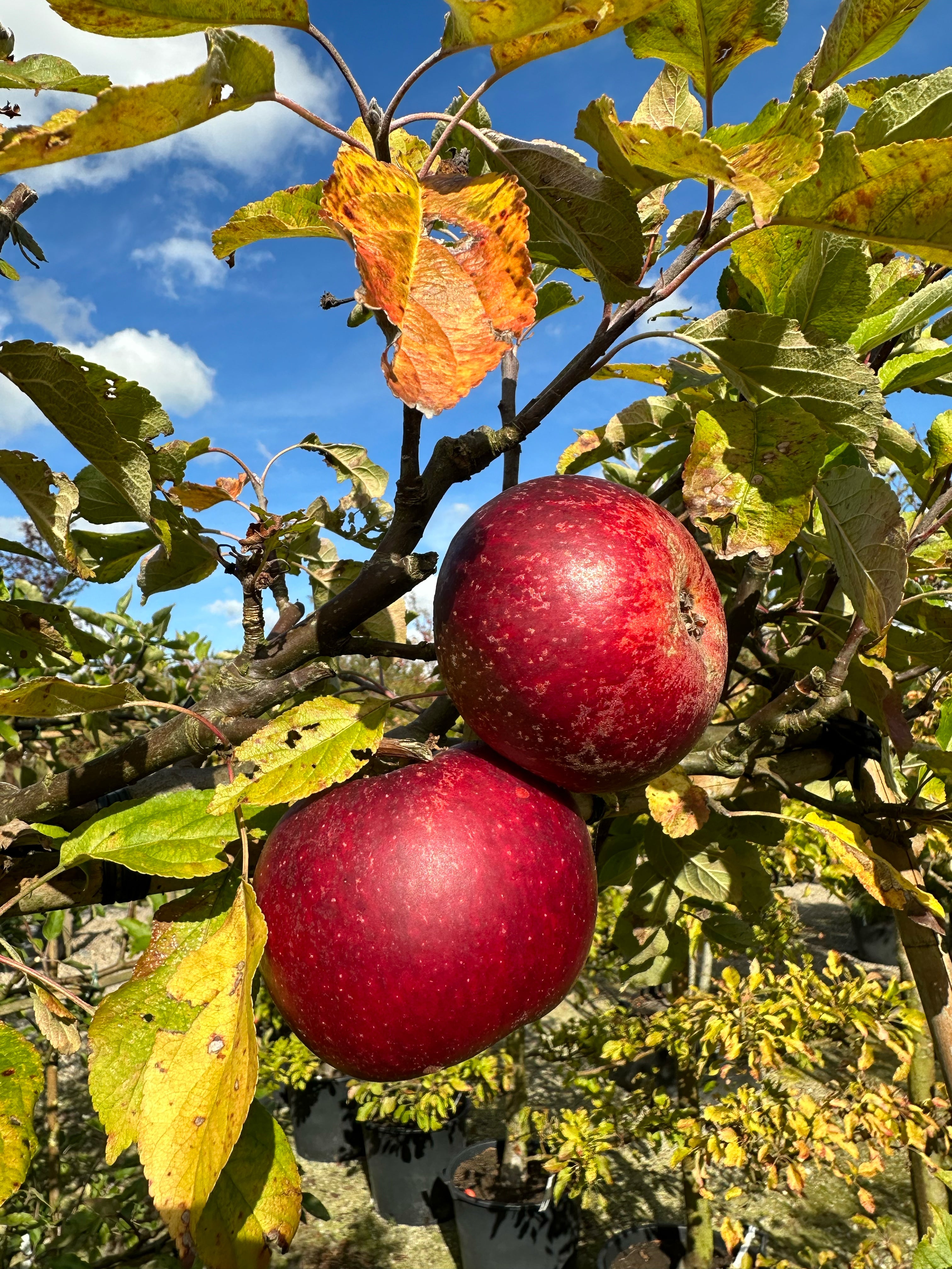 Skulpturelt multistammet æbletræ, Malus domestica Elstar, i sensommeren med tæt, grønt løv og masser af modne, rødelige spiseæbler på grenene.