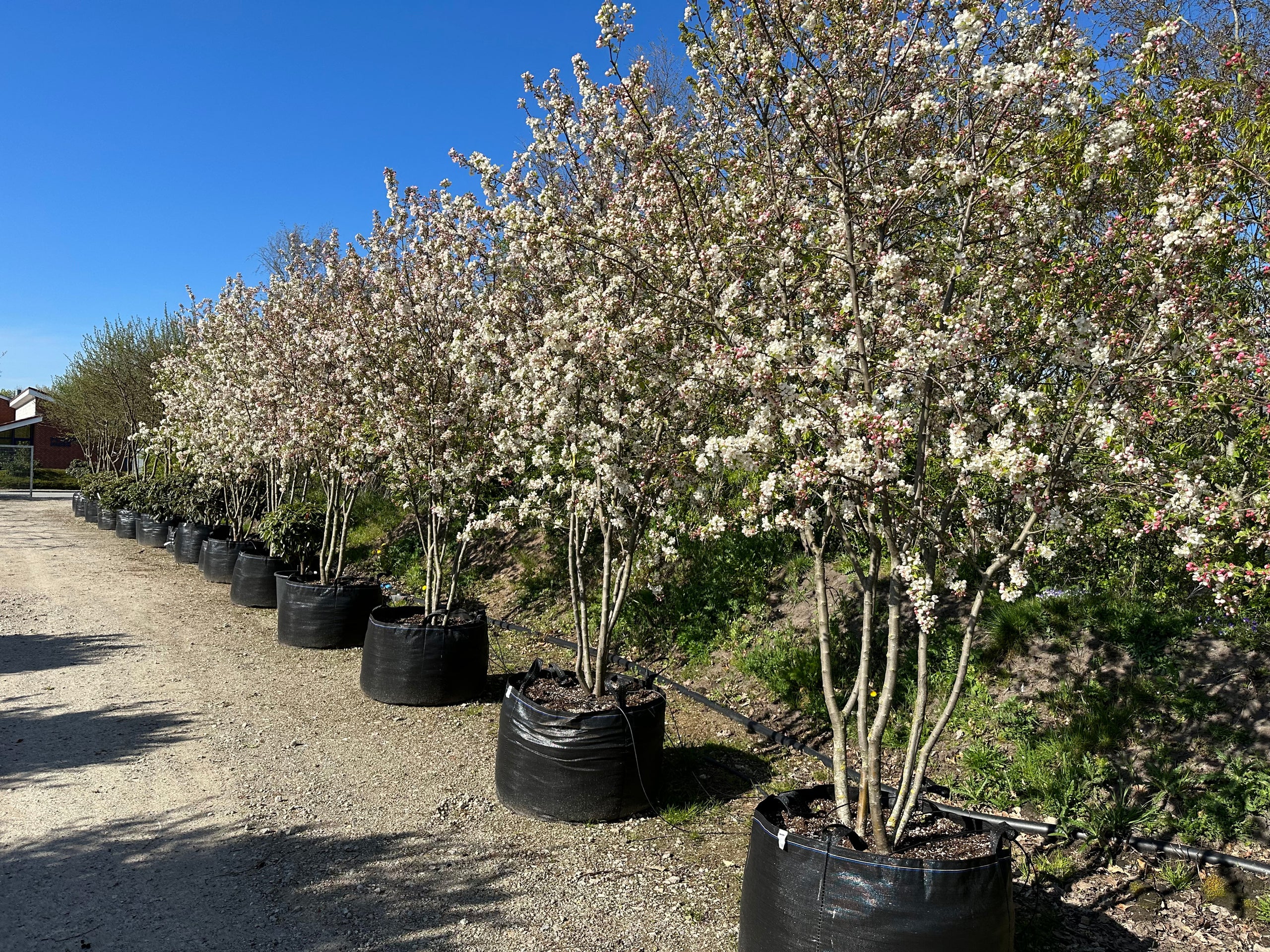 Blomstrende træer og buske i store størrelser – Jysk Plantesalg