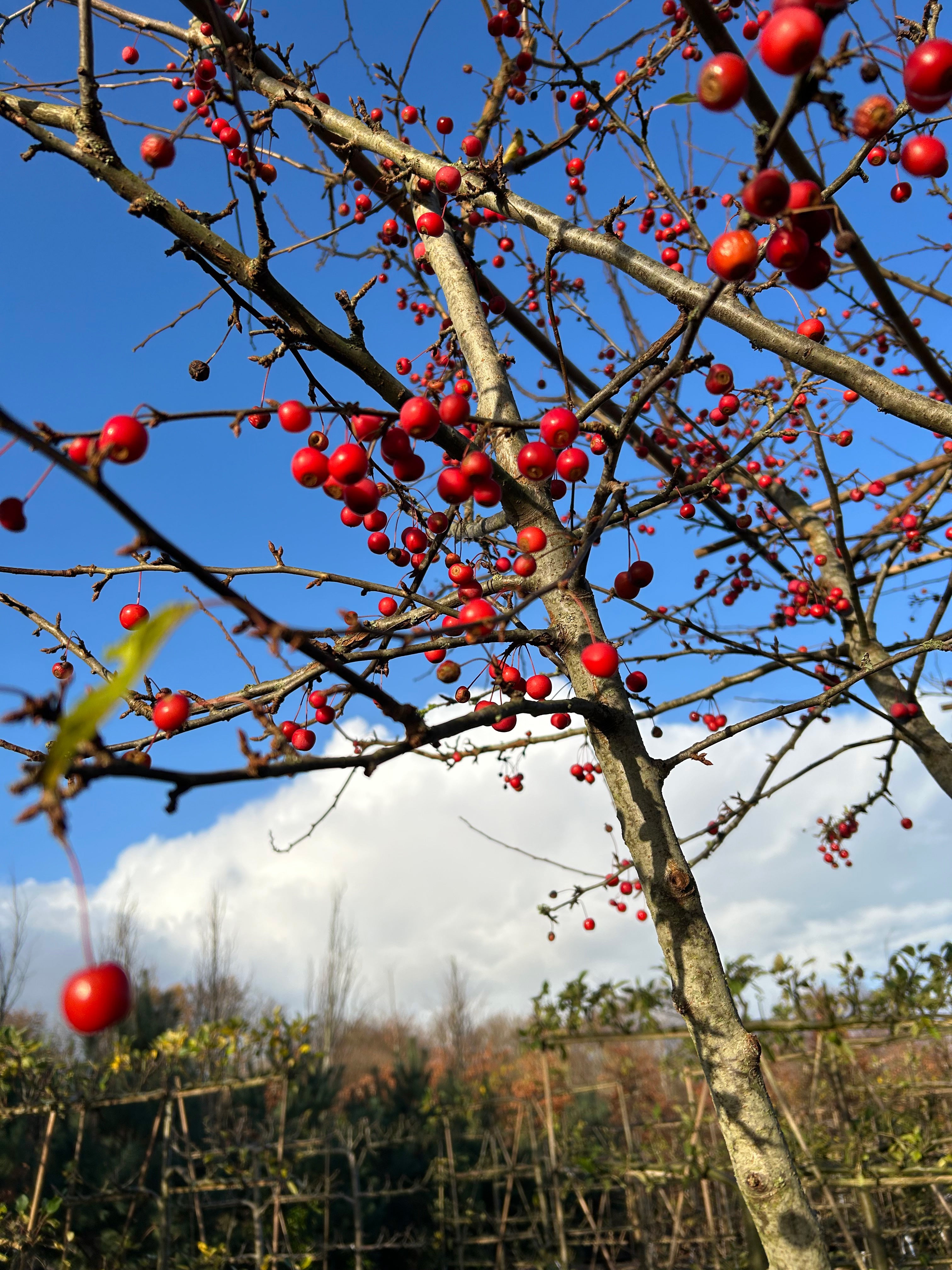 Multistammet og formklippet Malus Adirondack paradisæbletræ i det sene efterår, som fremhæver sine rå stammelinjer under et skarpt, vandret tag fyldt med et væld af orange-røde bæræbler helt uden blade.
