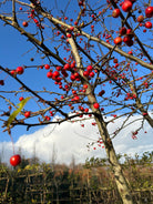Multistammet og formklippet Malus Adirondack paradisæbletræ i det sene efterår, som fremhæver sine rå stammelinjer under et skarpt, vandret tag fyldt med et væld af orange-røde bæræbler helt uden blade.