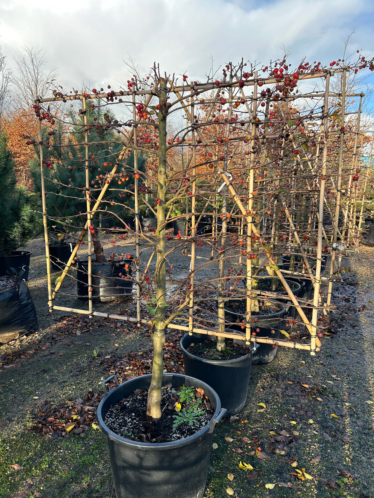 Formklippet Malus Evereste espalier i det sene efterår, som står som en flad, geometrisk struktur fyldt med skinnende orange-røde bæræbler helt uden blade.