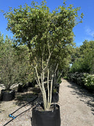 Overgangen mellem de klippede grene i den flade tagkrone, hvor de unge, friske grønne blade lige er sprunget ud efter forårsblomstringen.