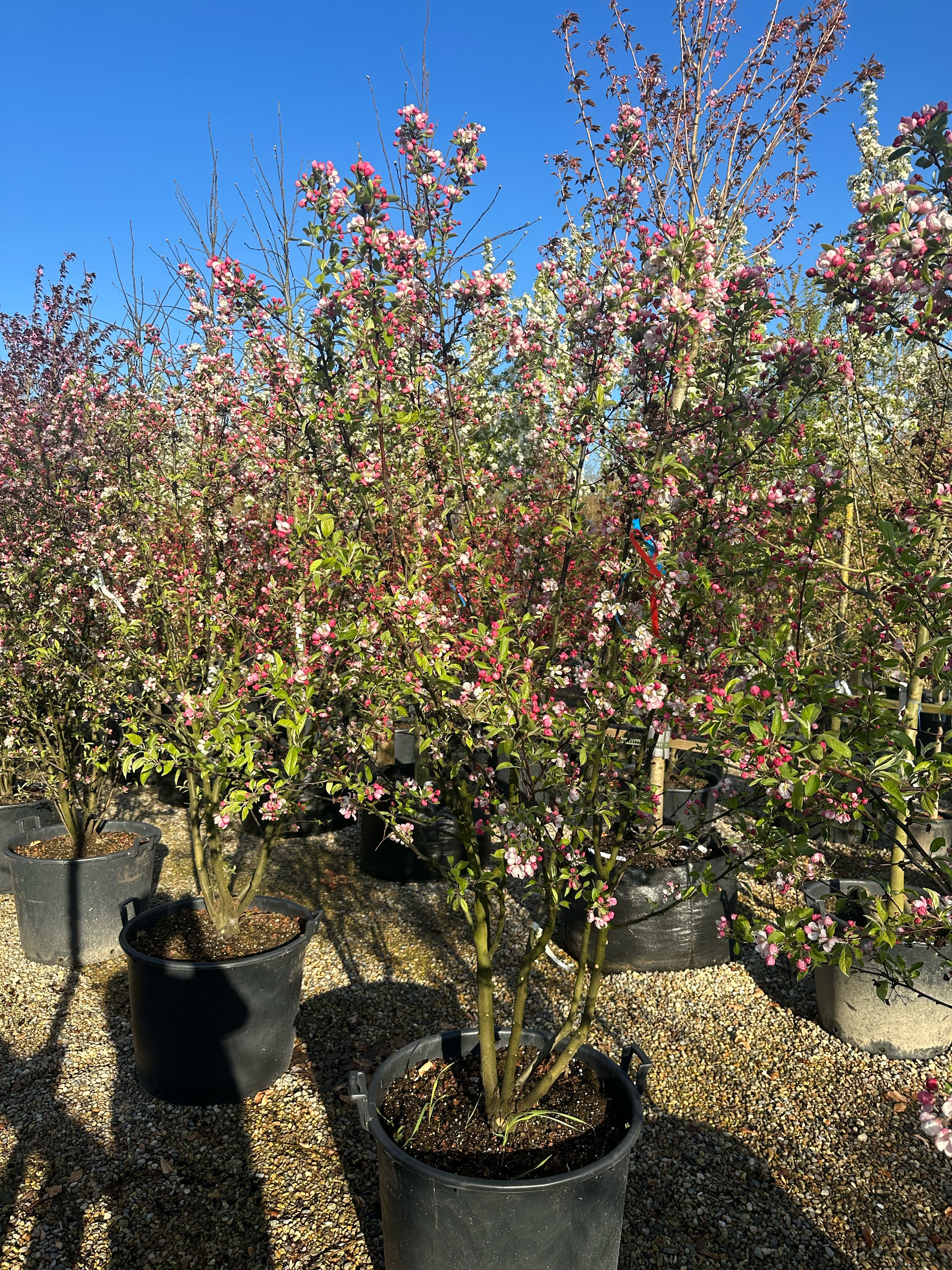 Paradisæbletræ, Malus Evereste, som er fuldstændig fyldt med mørkrosa og rødlig-rosa blomsterknopper, der er lige ved at springe ud.