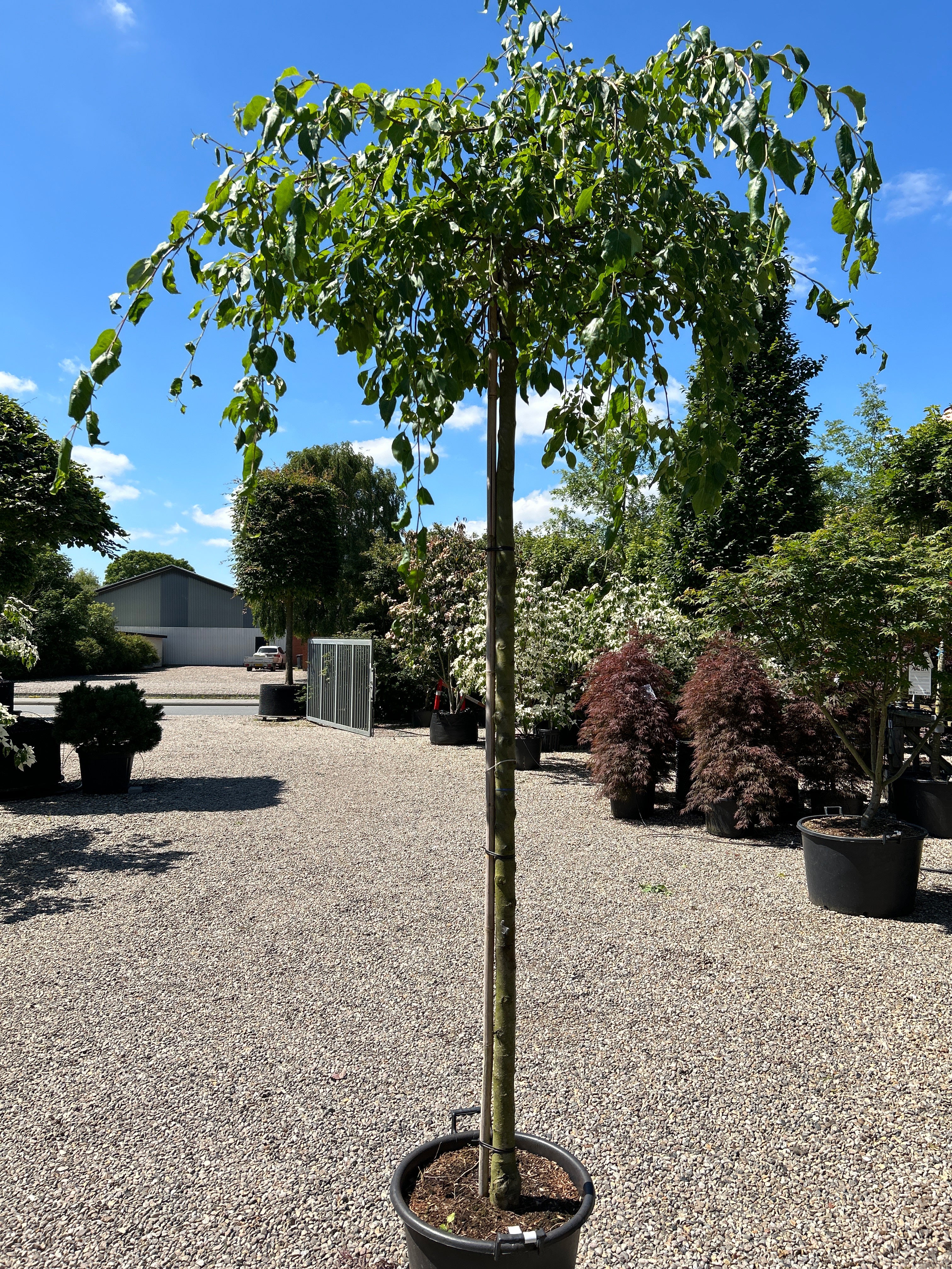  Ovale, lysegrønne sommerblade på det opstammede hængeparadisæble, Malus hybrid Red Jade.