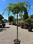  Ovale, lysegrønne sommerblade på det opstammede hængeparadisæble, Malus hybrid Red Jade.
