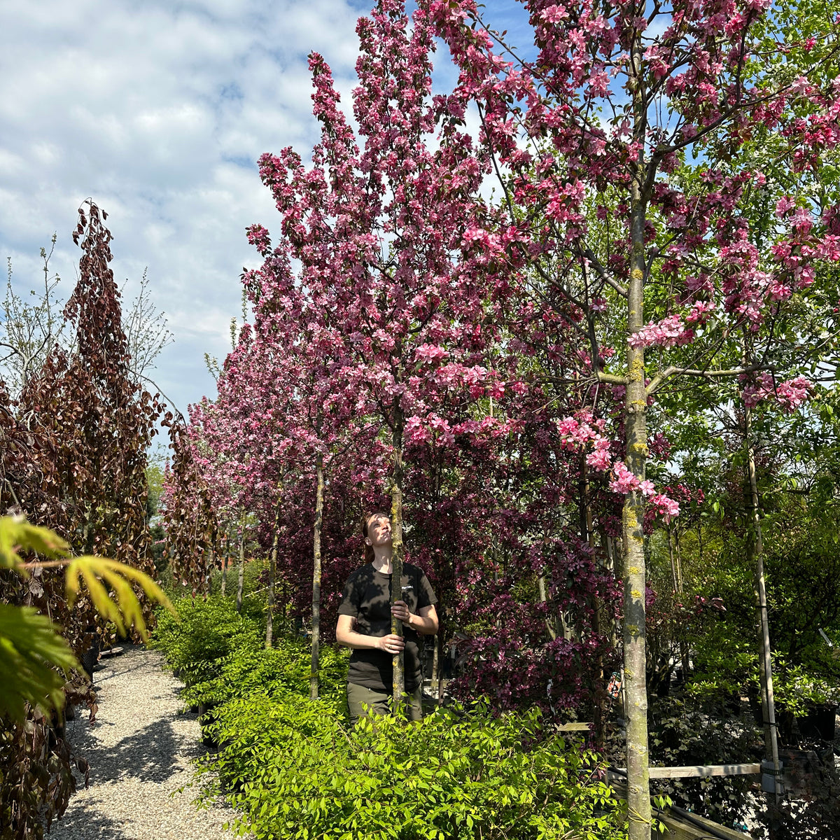 Malus Rudolph - Paradisæble - Opstammet – Jysk Plantesalg