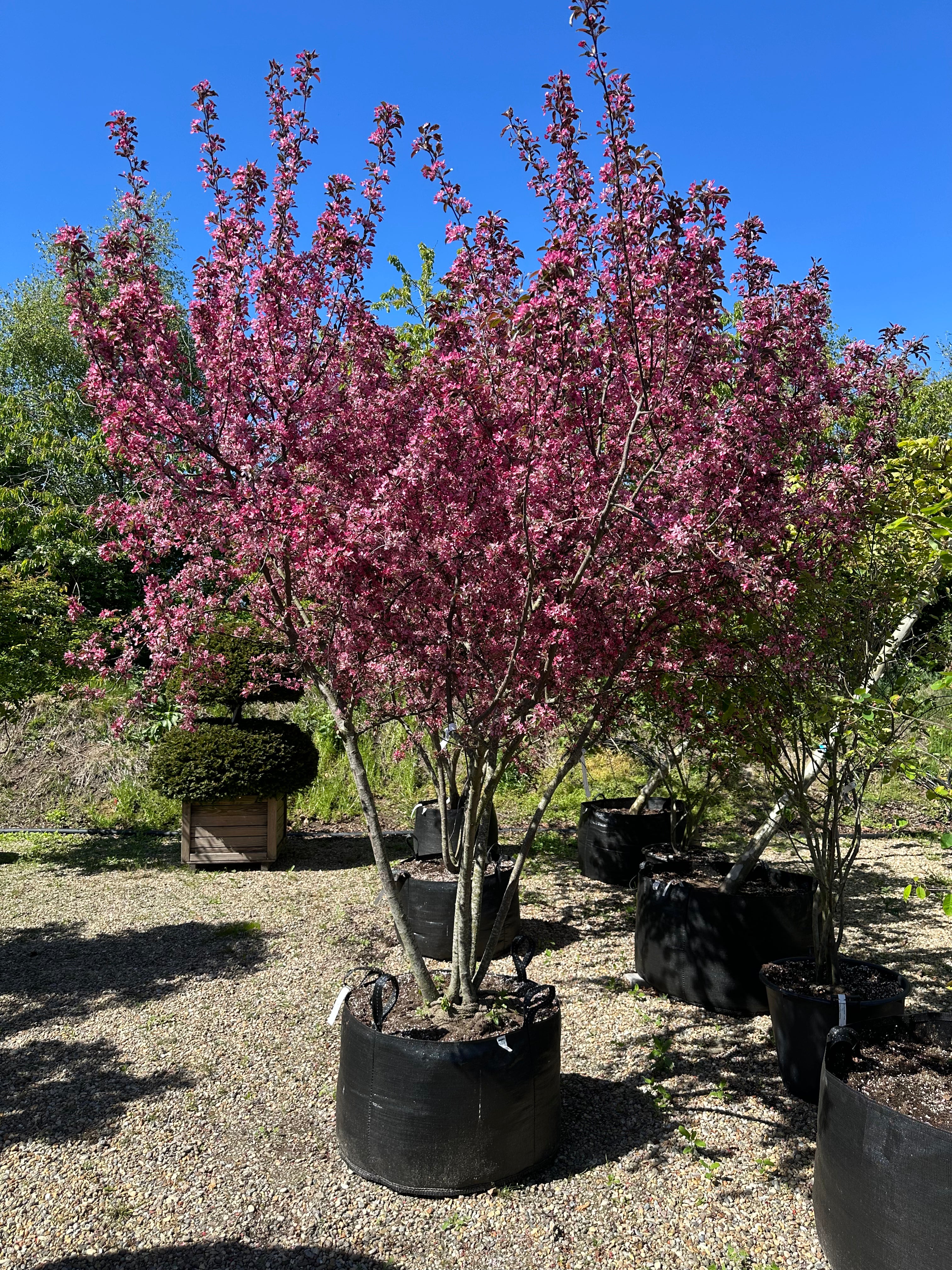 Multistammede paradisæbletræ, Malus toringo Freja, hvor de mange synlige stammer fra bunden bærer en bred krone i fuld, pink forårsblomstring.
