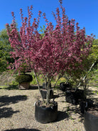 Multistammede paradisæbletræ, Malus toringo Freja, hvor de mange synlige stammer fra bunden bærer en bred krone i fuld, pink forårsblomstring.