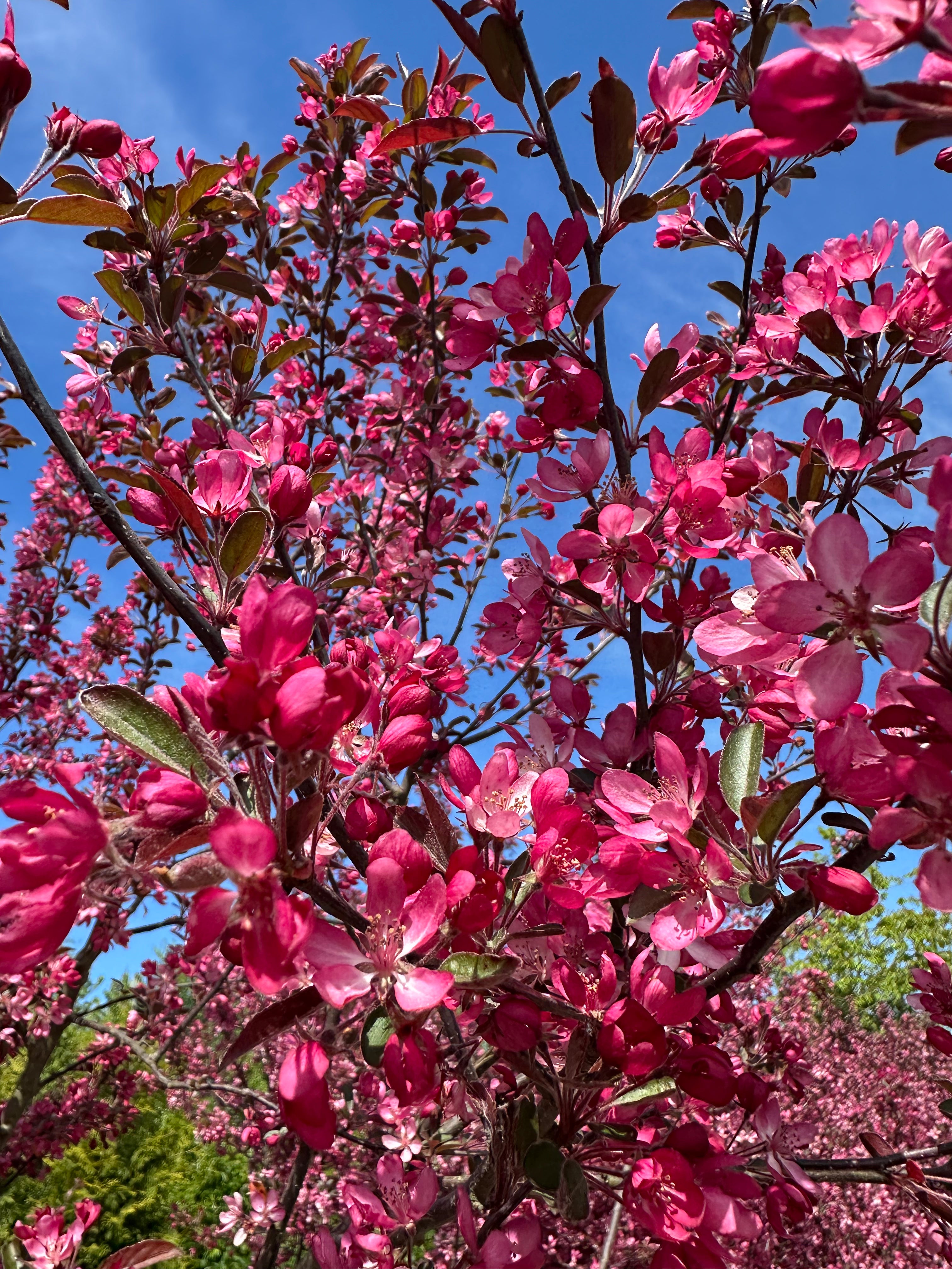 Små, mørkpink og rosarøde blomster, der sidder i tætte klaser på en gren af et multistammet paradisæbletræ - Malus toringo Freja.