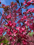 Små, mørkpink og rosarøde blomster, der sidder i tætte klaser på en gren af et multistammet paradisæbletræ - Malus toringo Freja.