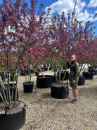 Mørkerosa blomster på en gren af et multistammet paradisæbletræ, Malus toringo Scarlett, hvor de farverige kronblade omgives af de nyudsprungne, mørkerøde og lilla blade.