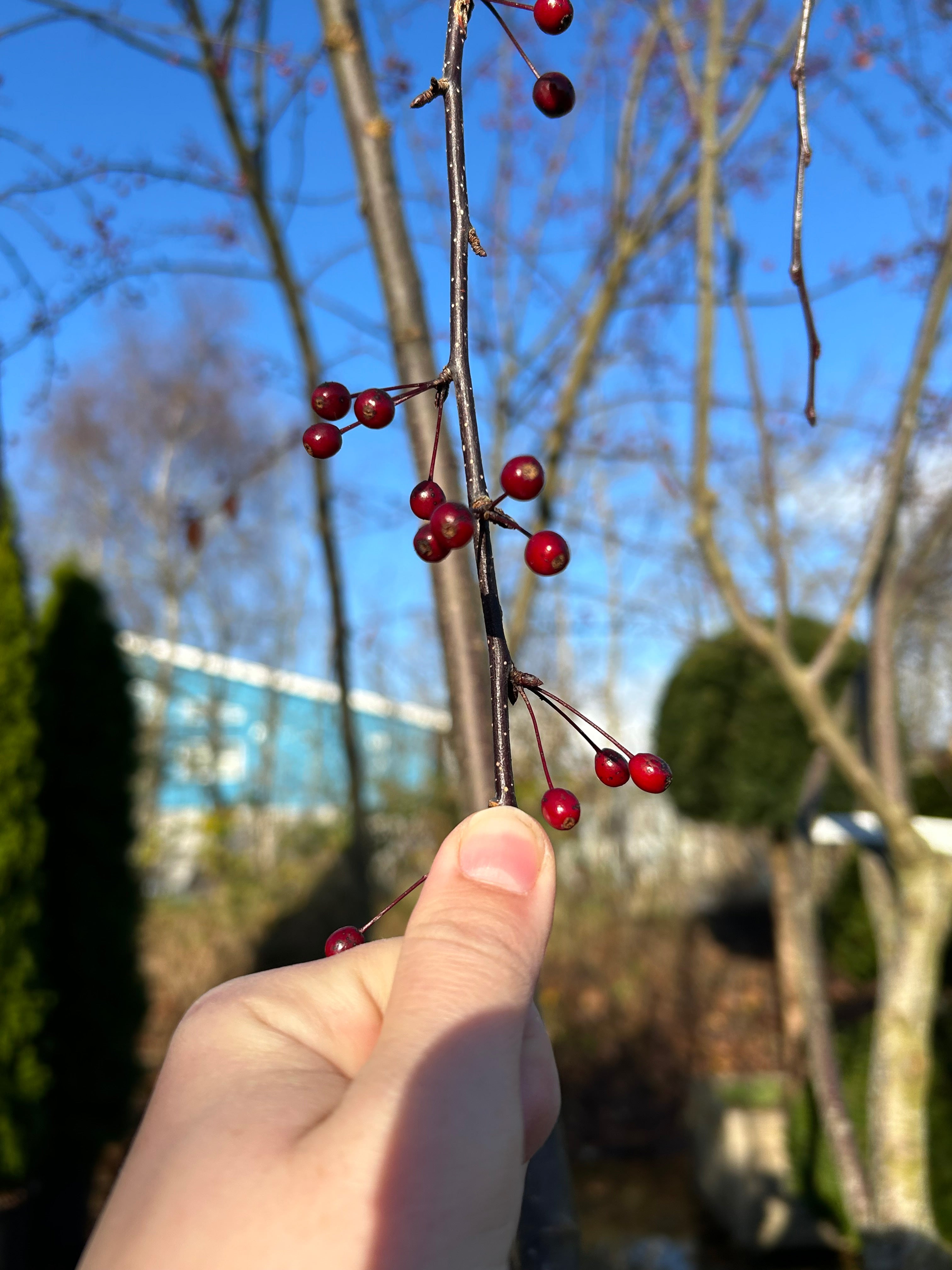 Multistammede paradisæbletræ, Malus toringo Scarlett, hvor kronen efter endt blomstring nu er tæt besat med tusindvis af små, dekorative bæræbler.