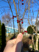 Multistammede paradisæbletræ, Malus toringo Scarlett, hvor kronen efter endt blomstring nu er tæt besat med tusindvis af små, dekorative bæræbler.