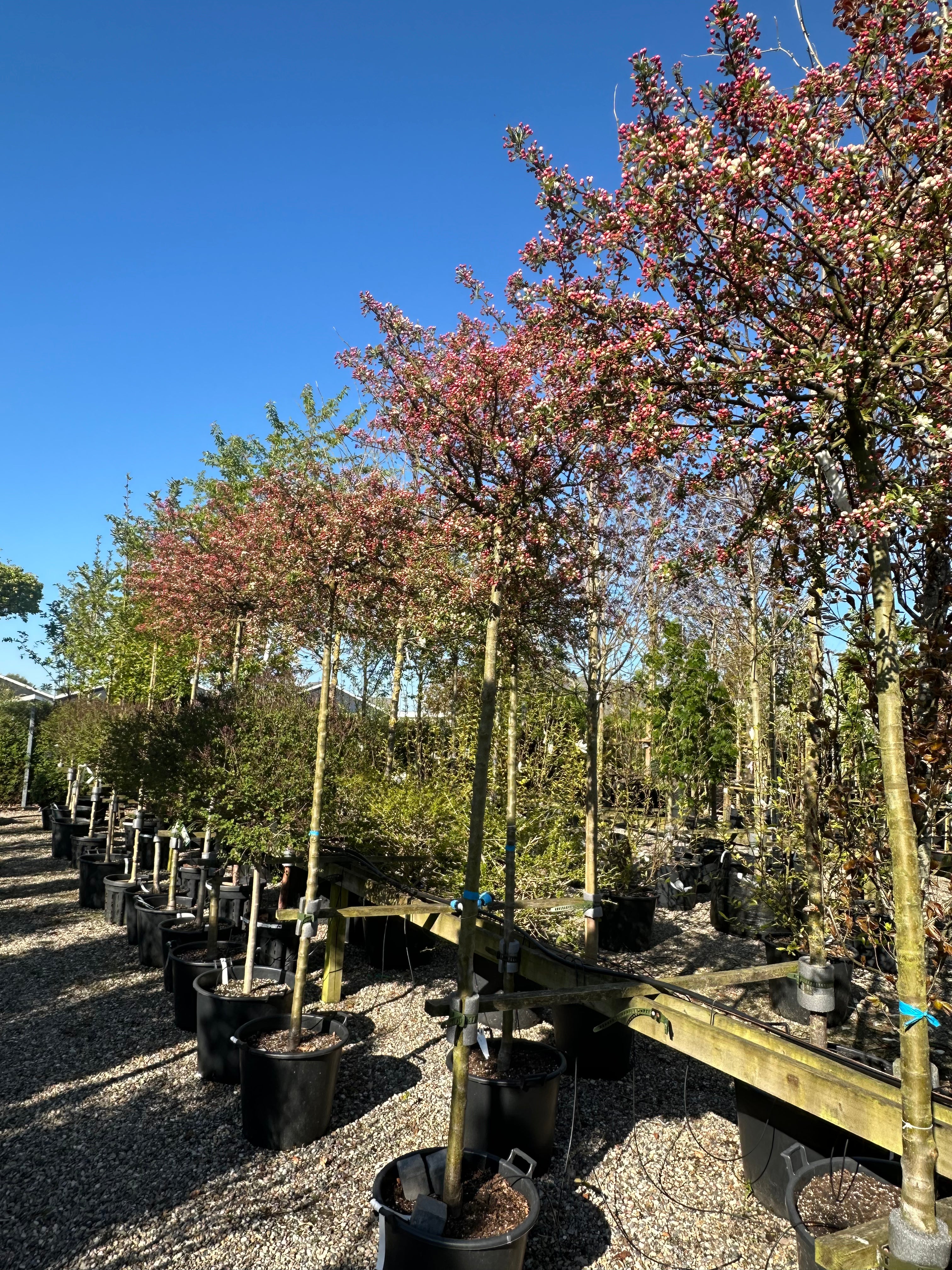 Opstammede paradisæbletræ, Malus toringo Tina, hvor hele den runde krone står som en tæt, lyserød sky af uåbnede og halvt åbne blomsterknopper på en ren stamme.
