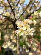 Udsprungne, cremehvide blomster med gule støvdragere på en gren af et paradisæbletræ med det botaniske navn Malus toringo Tina.