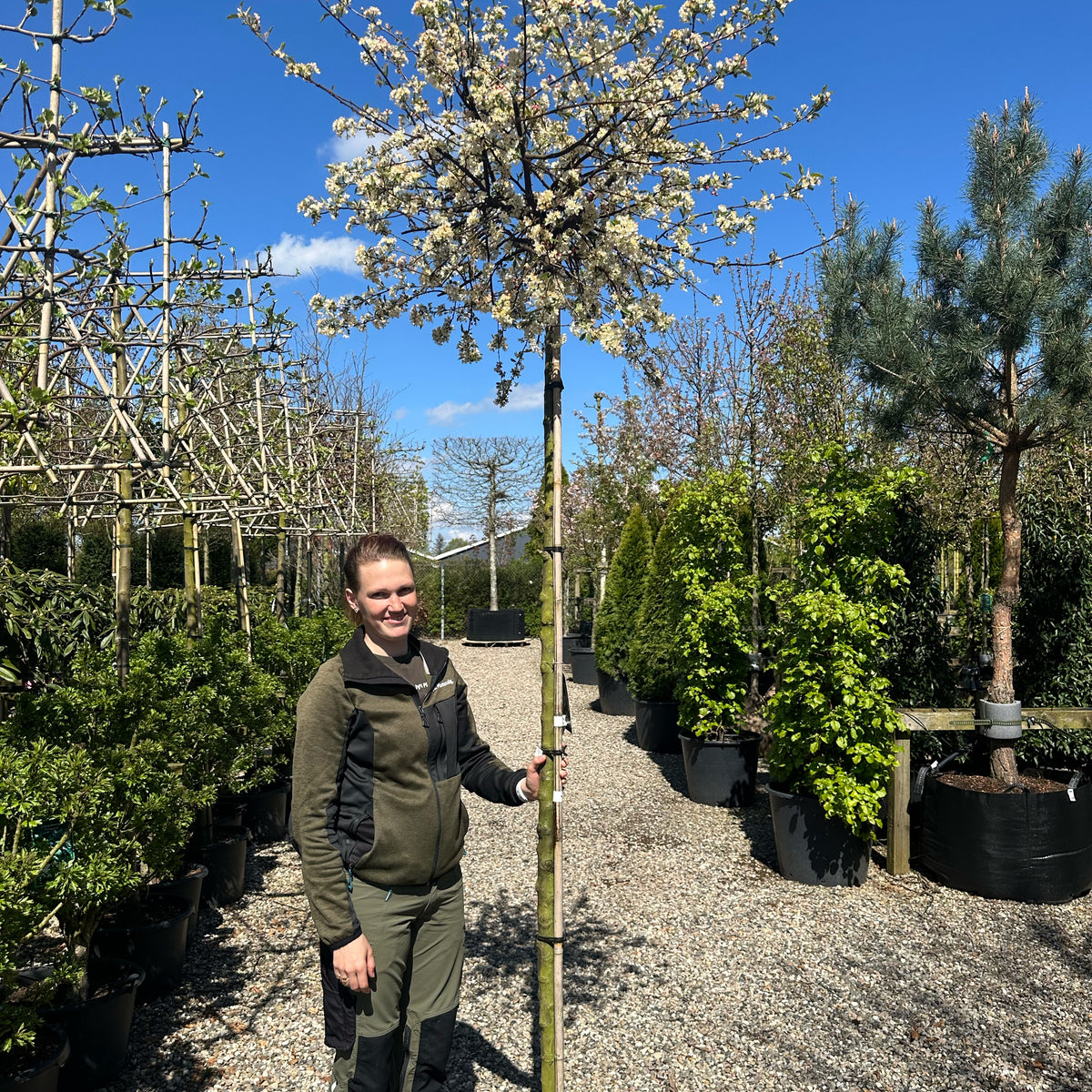 Malus Toringo Tina Paradis ble Opstammet Jysk Plantesalg malus-toringo-tina-paradis-ble-opstammet-jysk-plantesalg