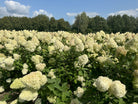 En hel mark fyldt med Hydrangea paniculata Limelight buske, dækket af store, limegrønne og hvide blomsterklaser under en blå himmel.