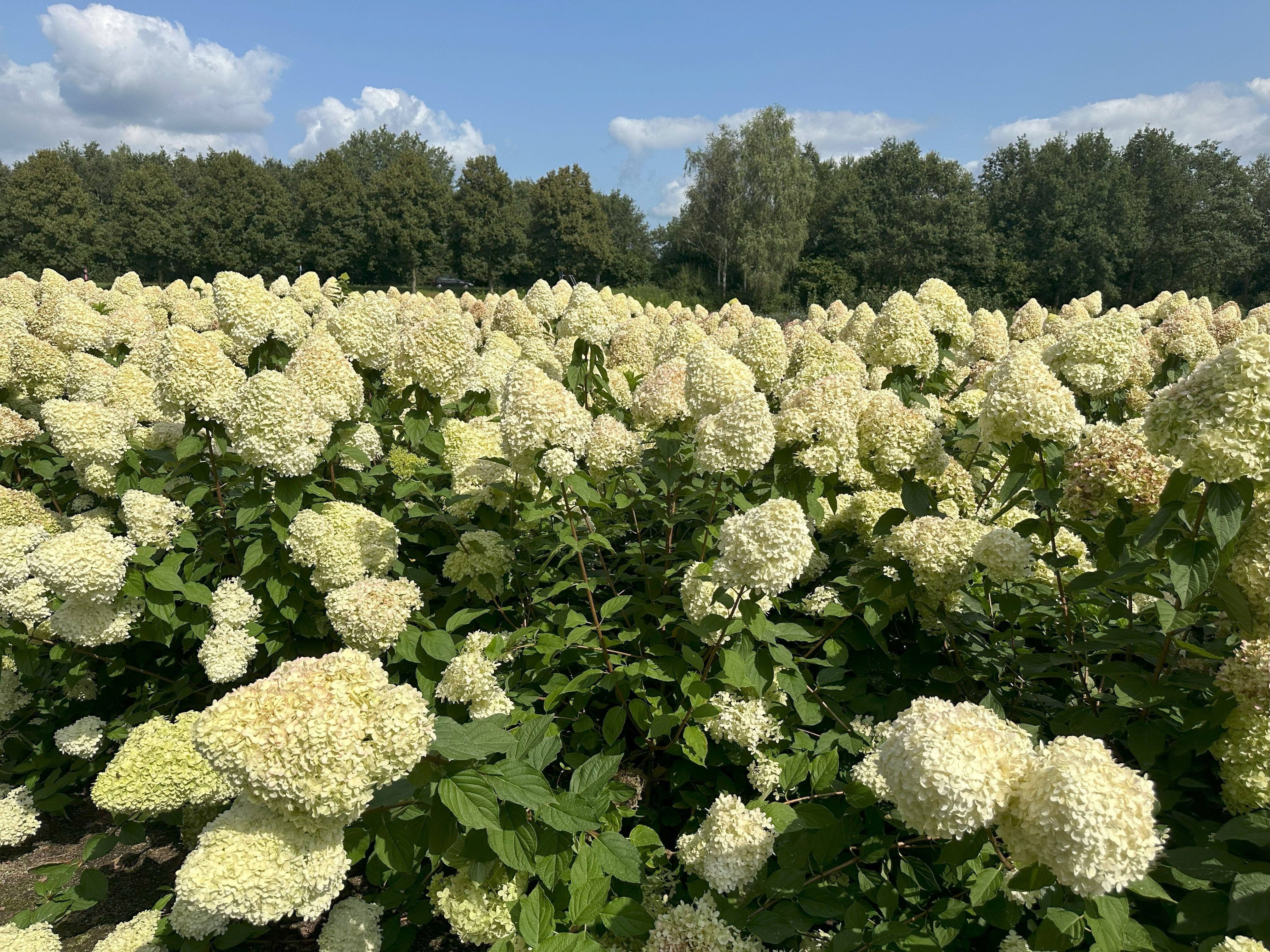 En hel mark fyldt med Hydrangea paniculata Limelight buske, dækket af store, limegrønne og hvide blomsterklaser under en blå himmel.