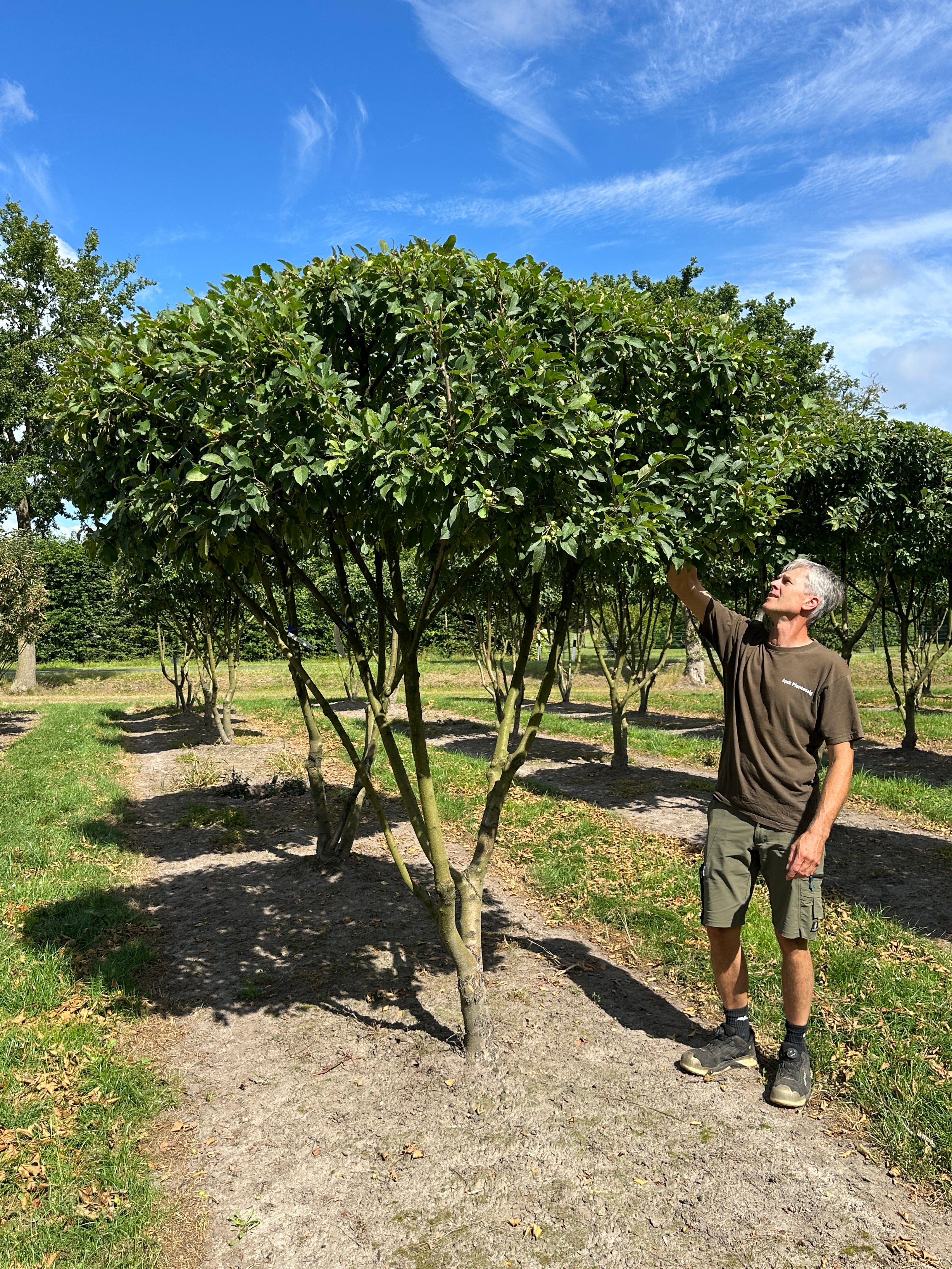 Skulpturel multistammede paraplyklippet paradisæbletræ, der får meget små æbler