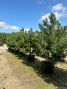 Lav opstammet Østrigsk fyr, med tæt og kraftig krone, stedsegrøn og flotte grønne nåle. 