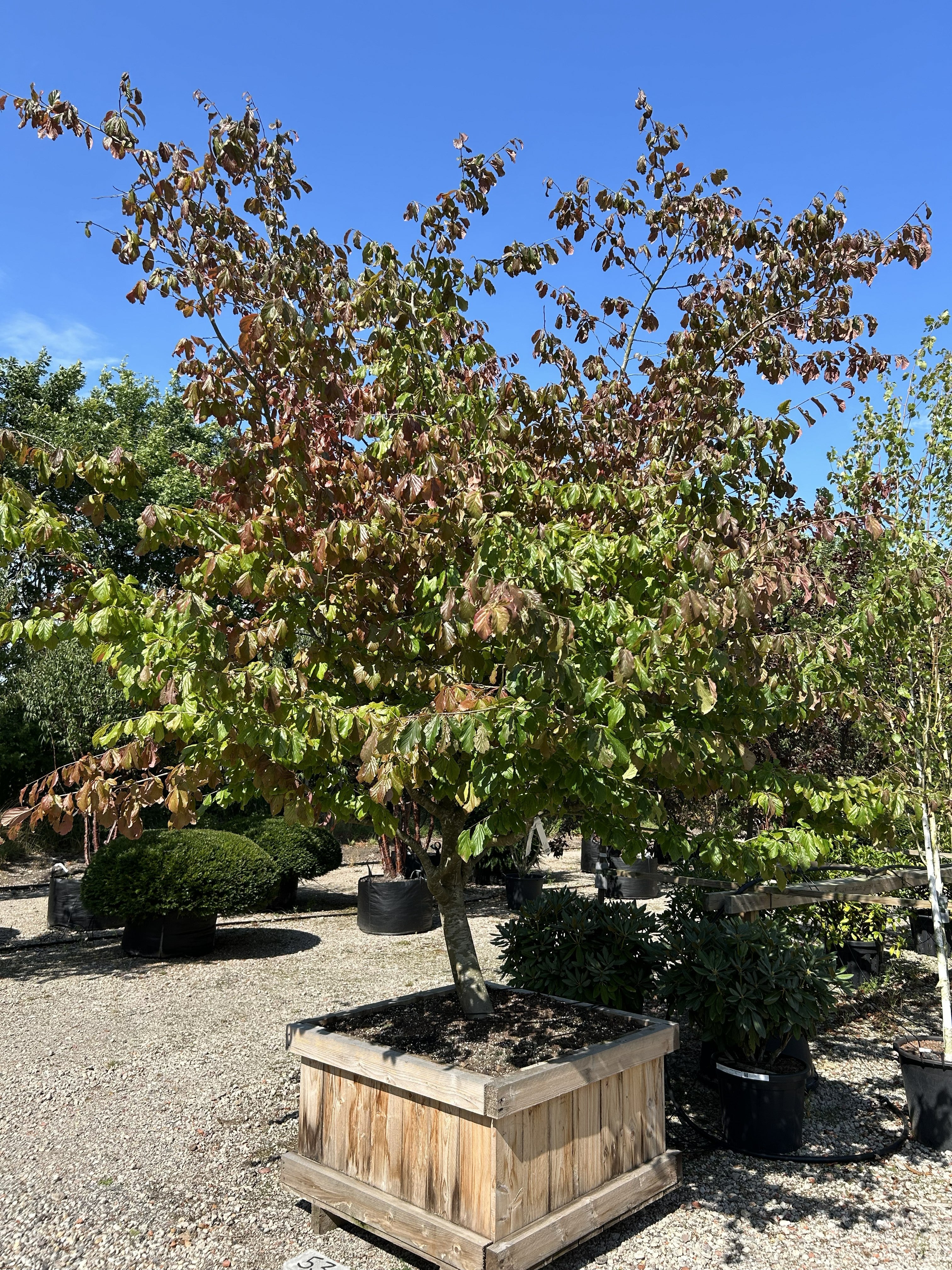 Skulpturelt papegøjetræ, Parrotia persica, som et levende kunstværk i haven med sine markante, krogede grene og sit tætte, grønne sommerløv.