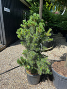 Skulpturel og asymmetrisk Schoon's Bonsai penselfyr med en kunstnerisk, kroget grenstruktur og tætte bundter af sølvblå nåle.