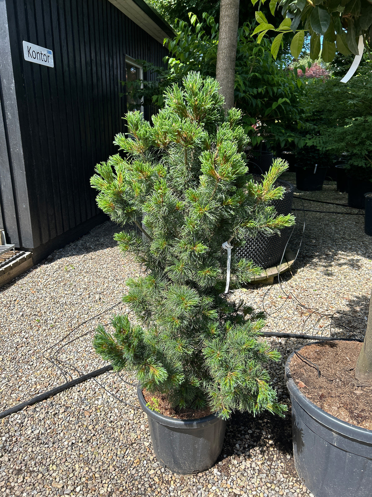 Skulpturel og asymmetrisk Schoon's Bonsai penselfyr med en kunstnerisk, kroget grenstruktur og tætte bundter af sølvblå nåle.