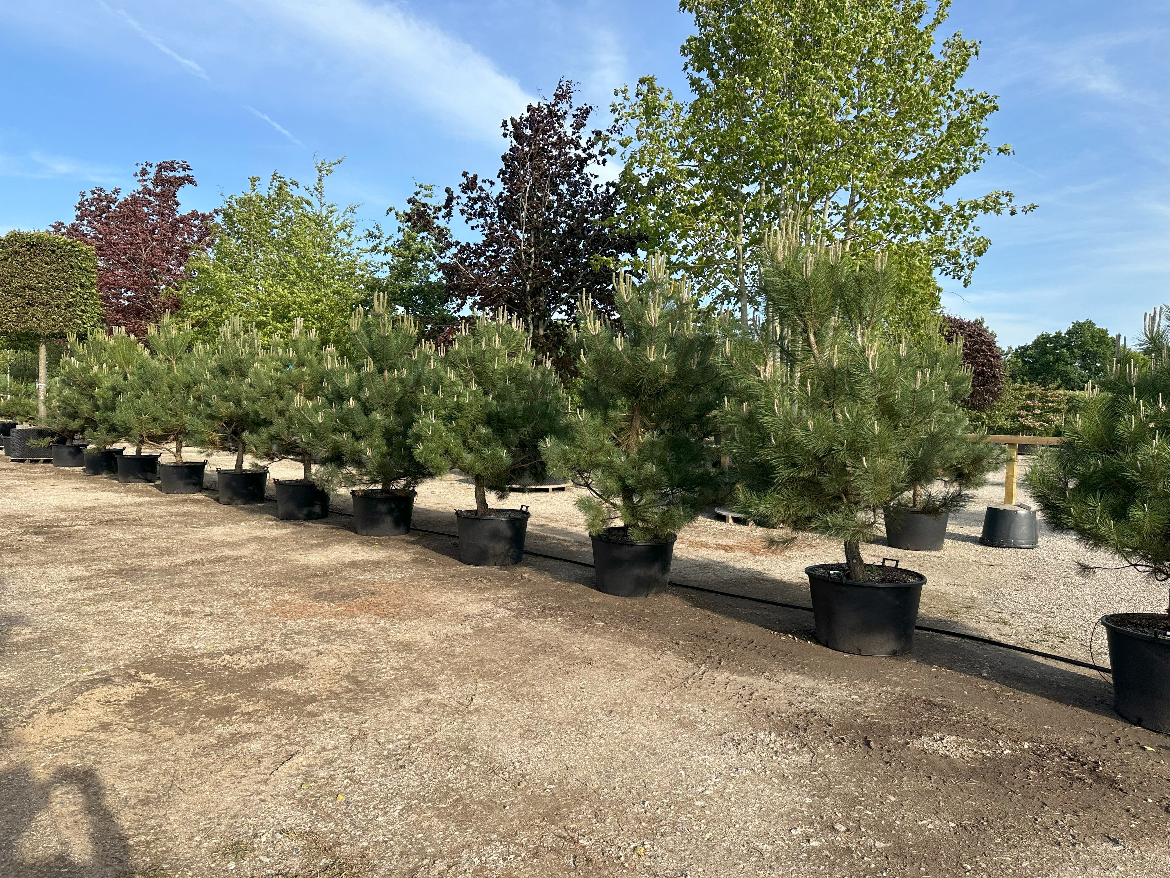 Let opstammet busket Østrigsk fyr, kraftig busket