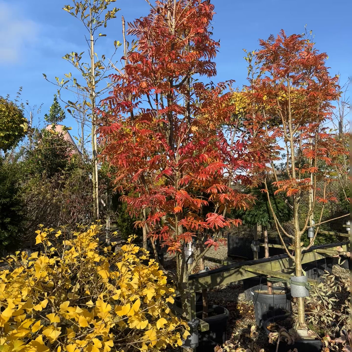 Sorbus 'Dodong' - Koreansk røn - Halvstammet – Jysk Plantesalg