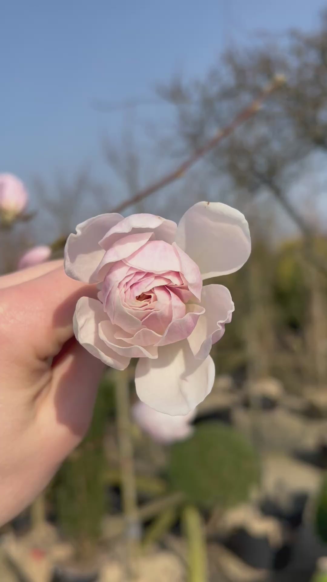 Blomsten på Magnolia Wildcat