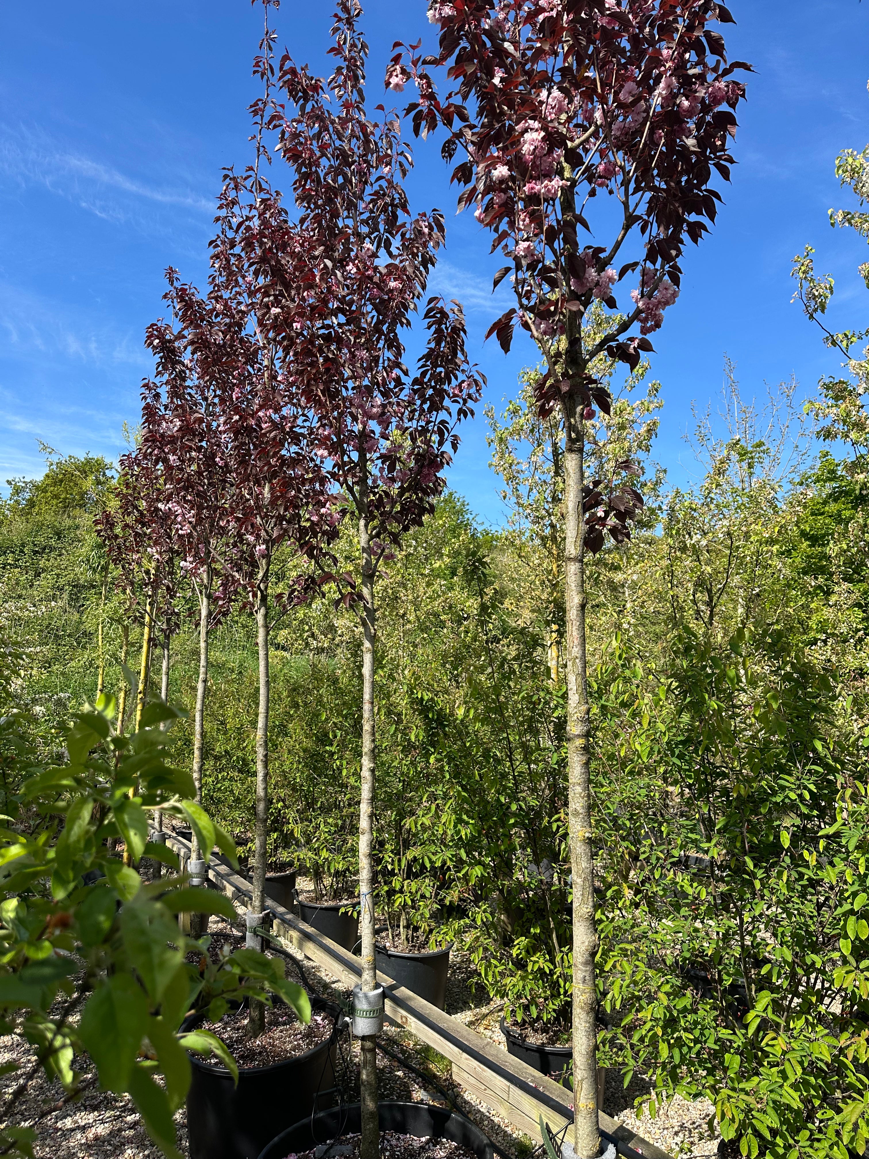 Opstammet Royal Burgundy kirsebærtræ i forårsblomstring med mørkerøde blade og store, fyldte lyserøde forårsblomster i den tragtformede krone.