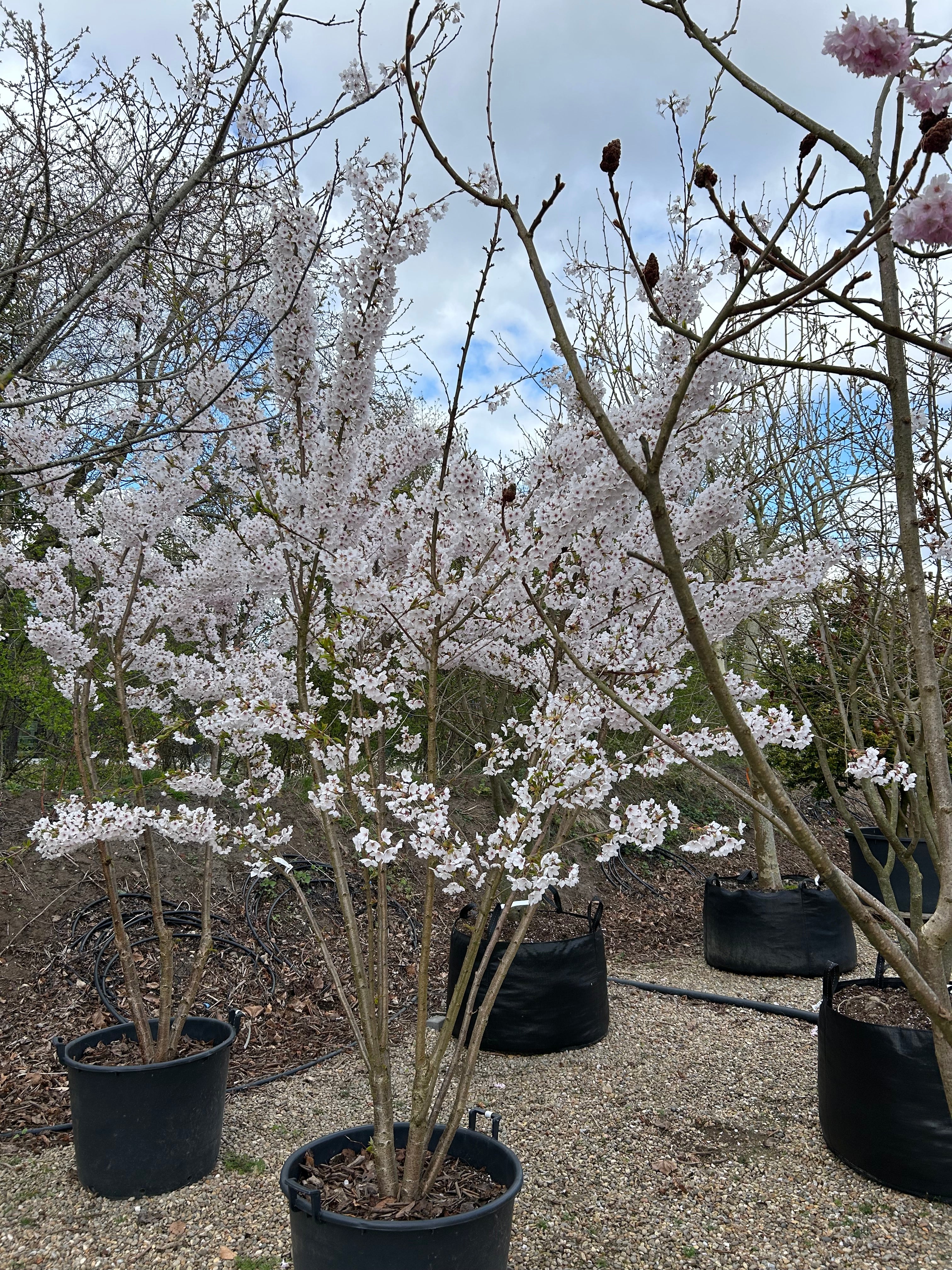 Skulpturelt multistammet Prunus yedoensis prydkirsebærtræ, hvor en overvældende hvidrosa sky af blomster dækker de mange oprette stammer i foråret.