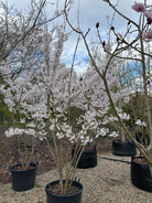 Skulpturelt multistammet Prunus yedoensis prydkirsebærtræ, hvor en overvældende hvidrosa sky af blomster dækker de mange oprette stammer i foråret.