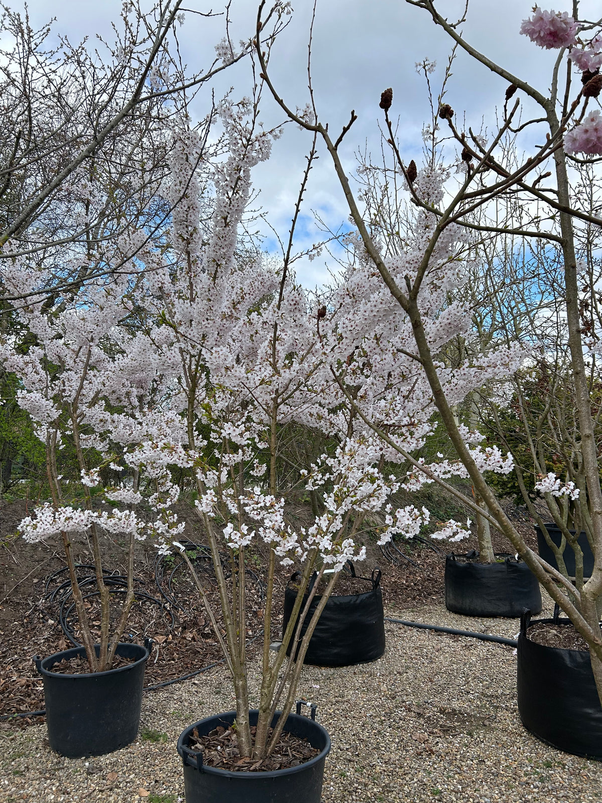 Skulpturelt multistammet Prunus yedoensis prydkirsebærtræ, hvor en overvældende hvidrosa sky af blomster dækker de mange oprette stammer i foråret.