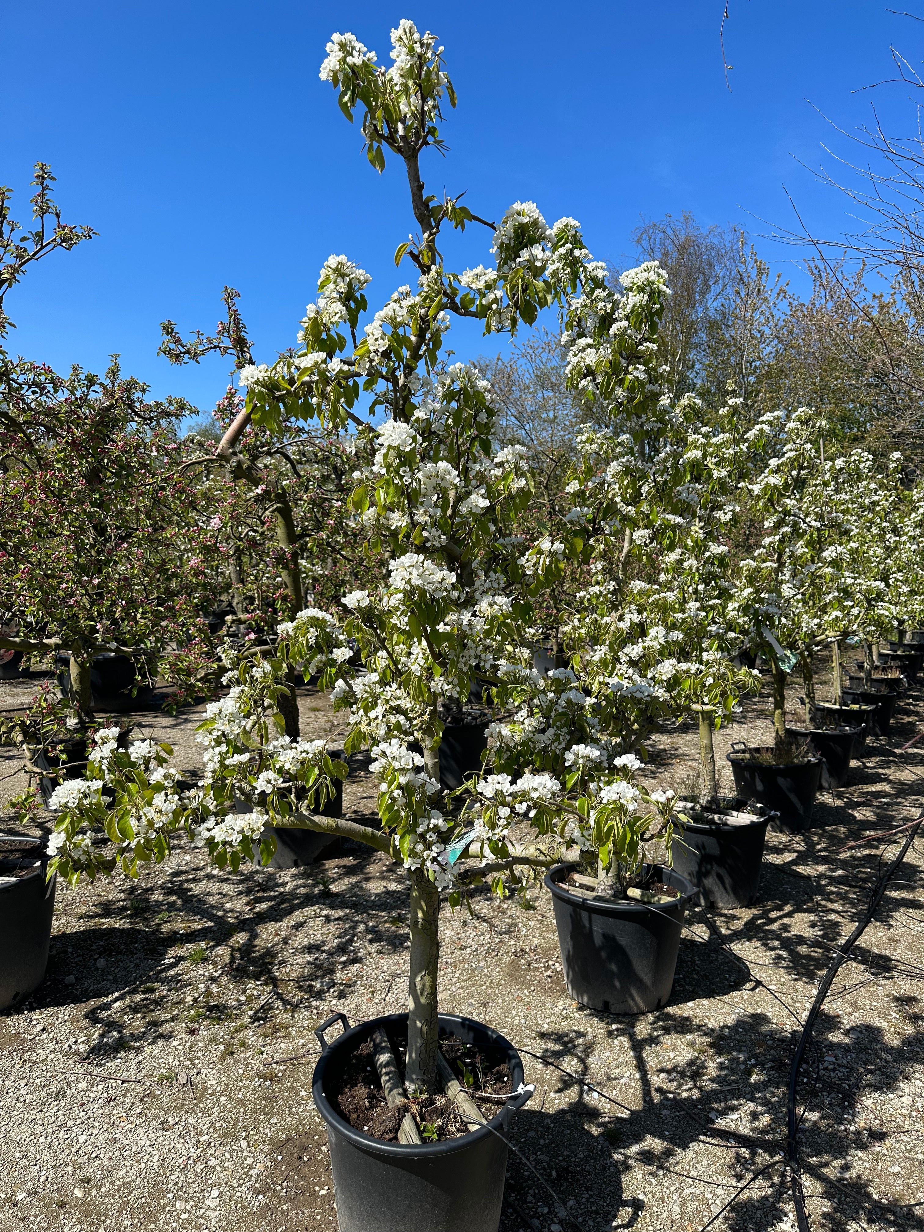 Gammelt og skulpturelt Conference pæretræ i fuld hvid forårsblomstring før løvspring.