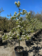 Gammelt og skulpturelt Conference pæretræ i fuld hvid forårsblomstring før løvspring.