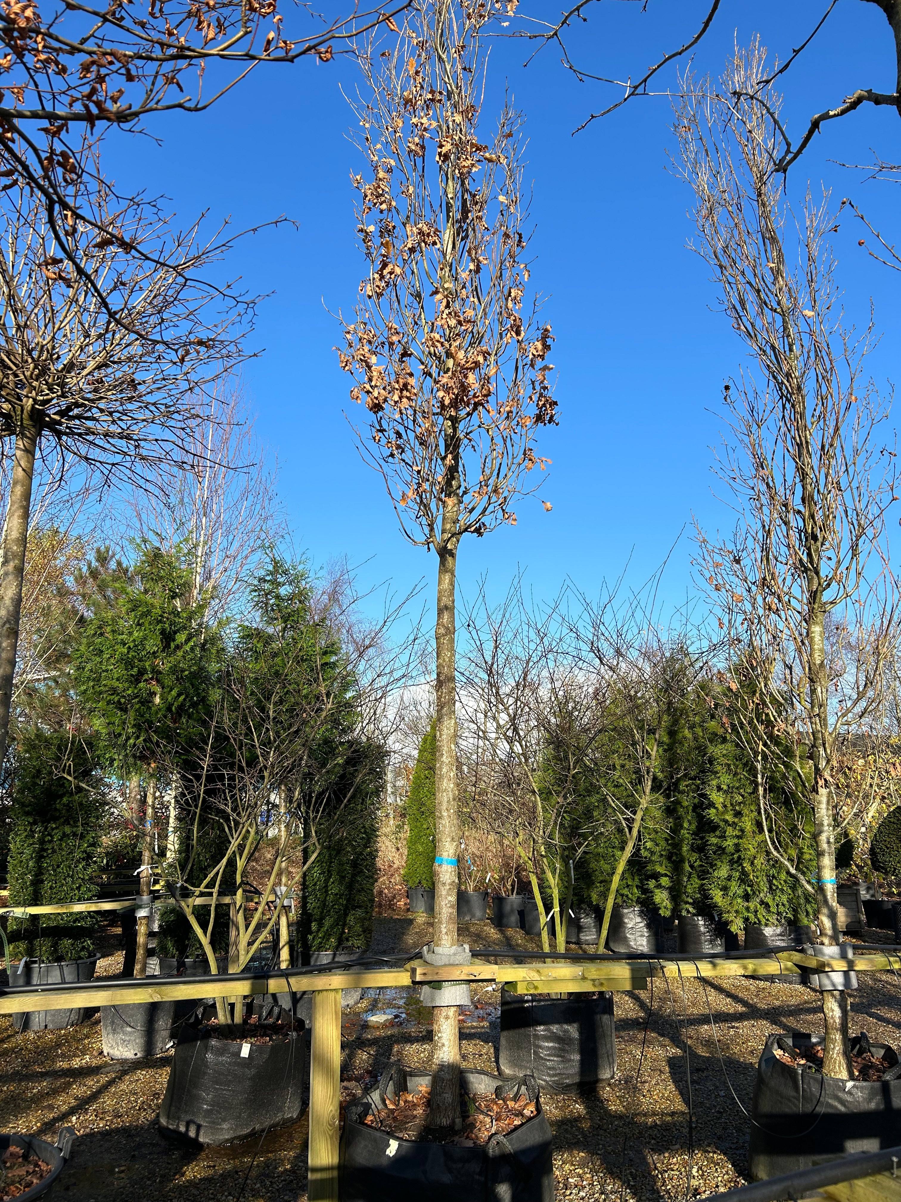 Det løvfældede søjleeg - Quercus robur 'Fastigiata' om vinteren, som tydeligt viser den stærke, rette stamme og de mange lodrette, tætsiddende grene.