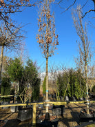 Det løvfældede søjleeg - Quercus robur 'Fastigiata' om vinteren, som tydeligt viser den stærke, rette stamme og de mange lodrette, tætsiddende grene.