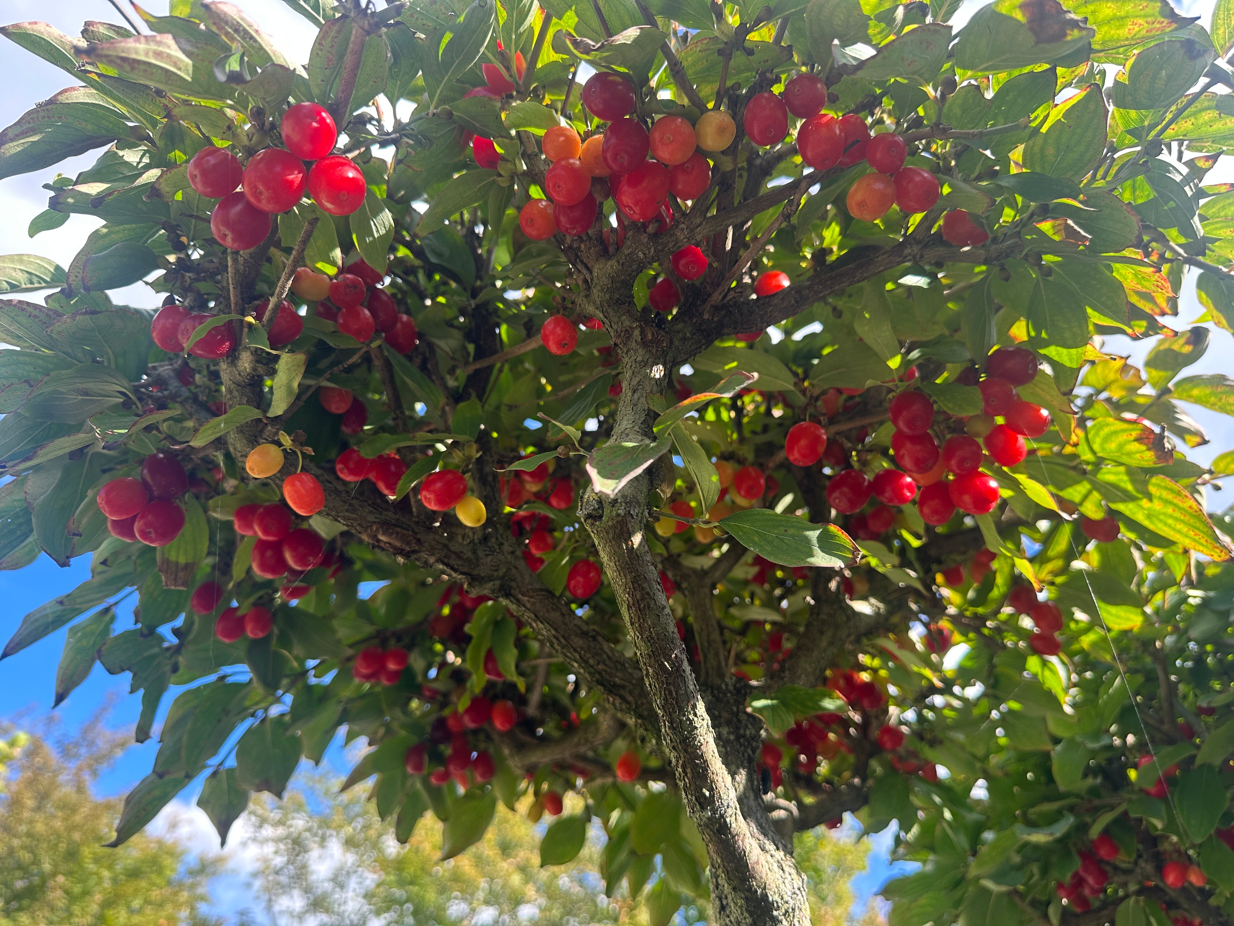 Flotte dekorative røde bær på kirsebær kornel, Cornus mas. 