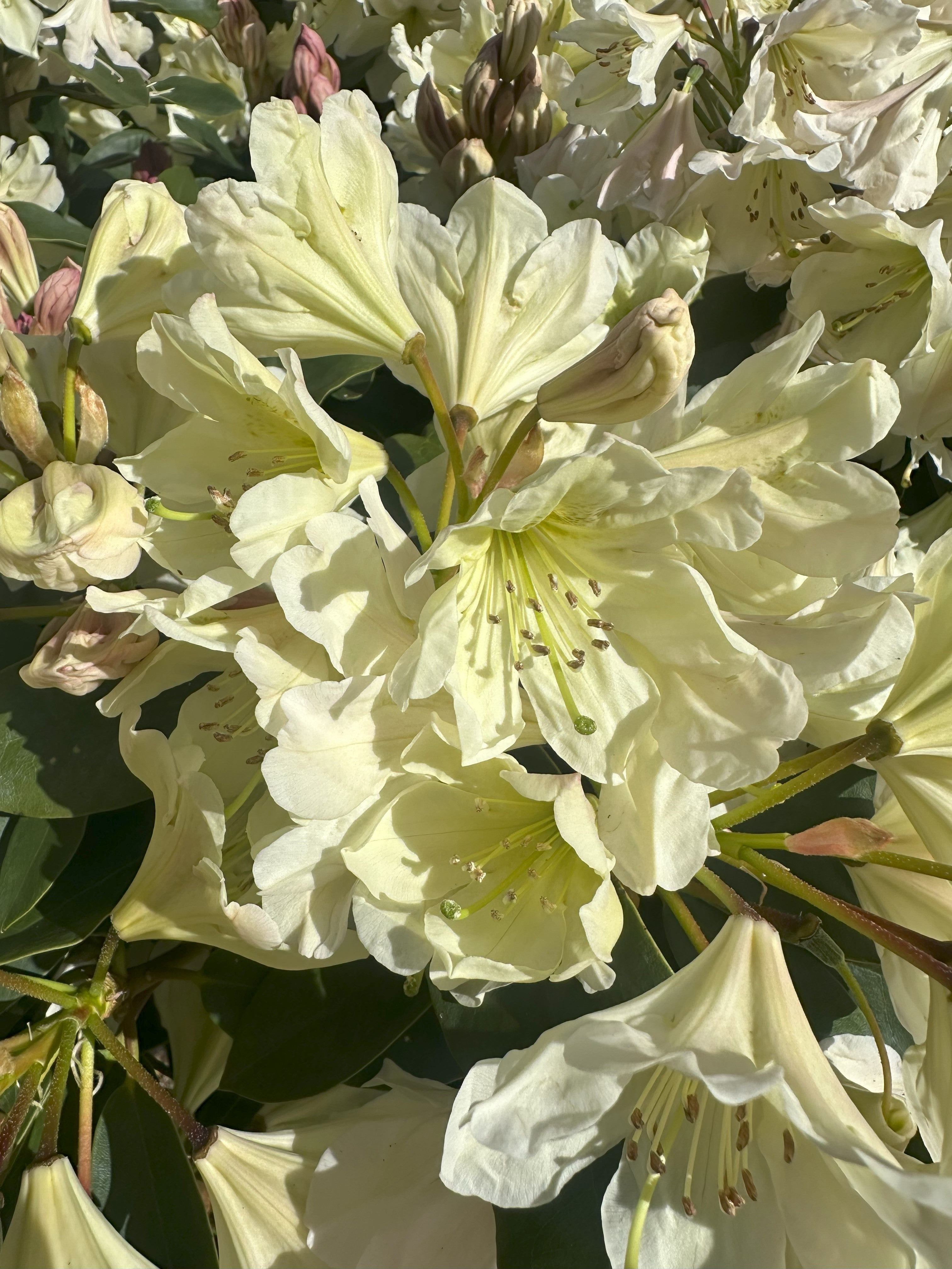 Nærbillede af Rhododendron Dufthækens cremehvide blomster, detaljer af kronblade og støvdragere.