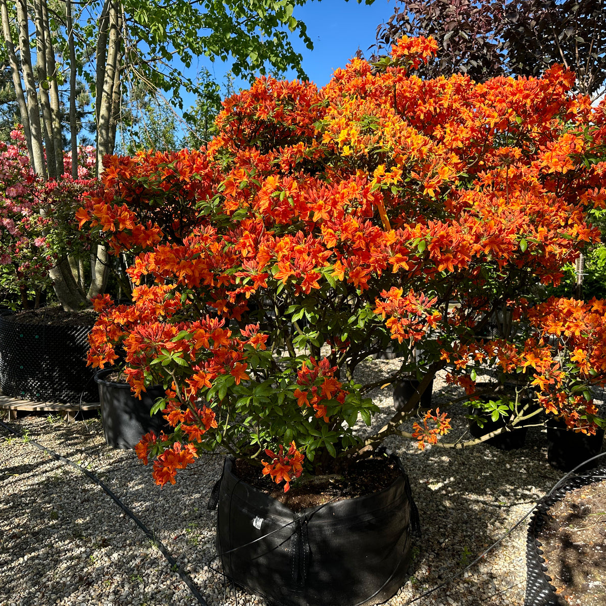 Azalea hybride Golden Eagle - Azalea - Multistammet – Jysk Plantesalg