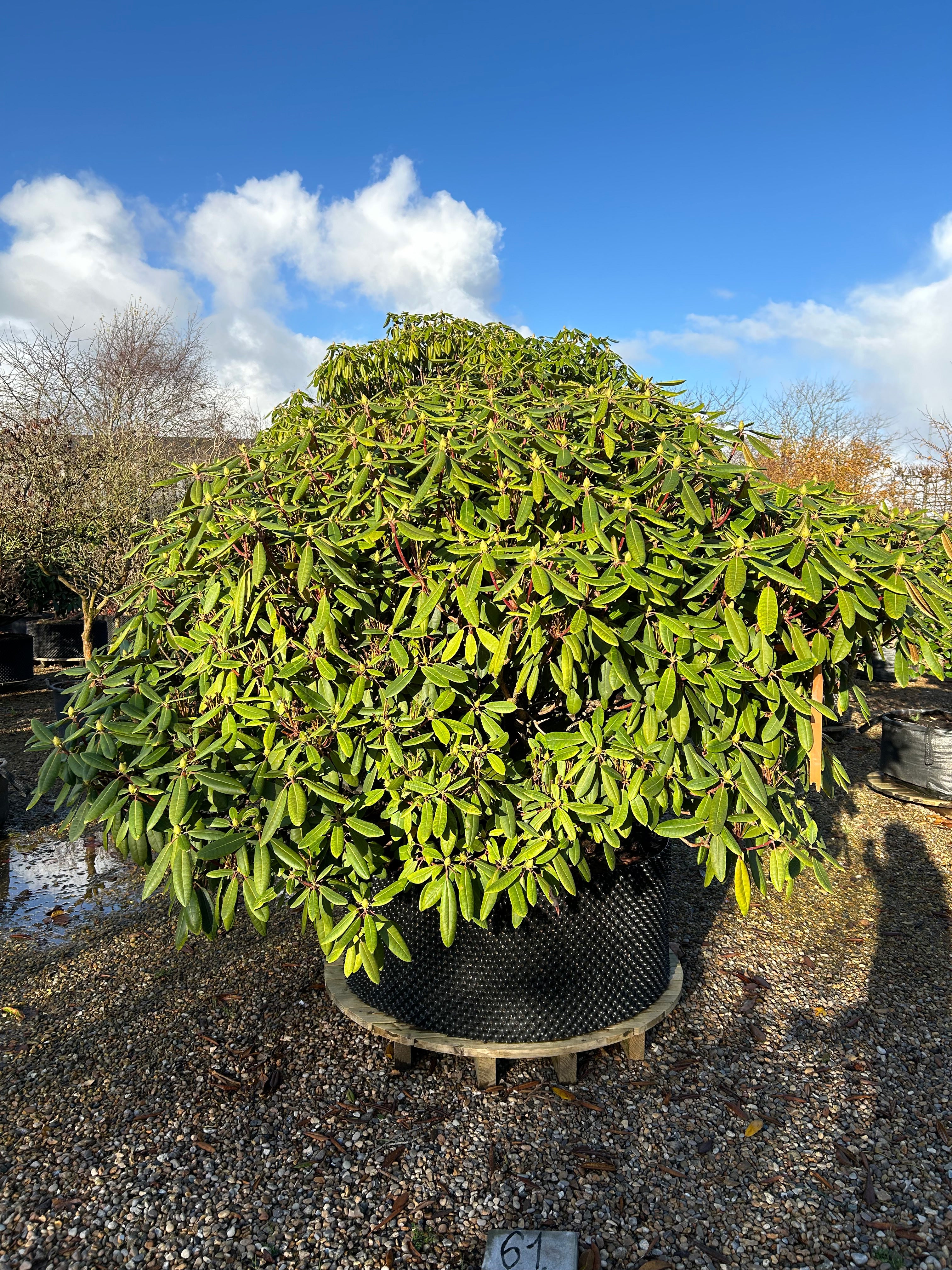 Rhododendron hybride Fidelius - Multistammet med tæt, grønt løv i stor potte.